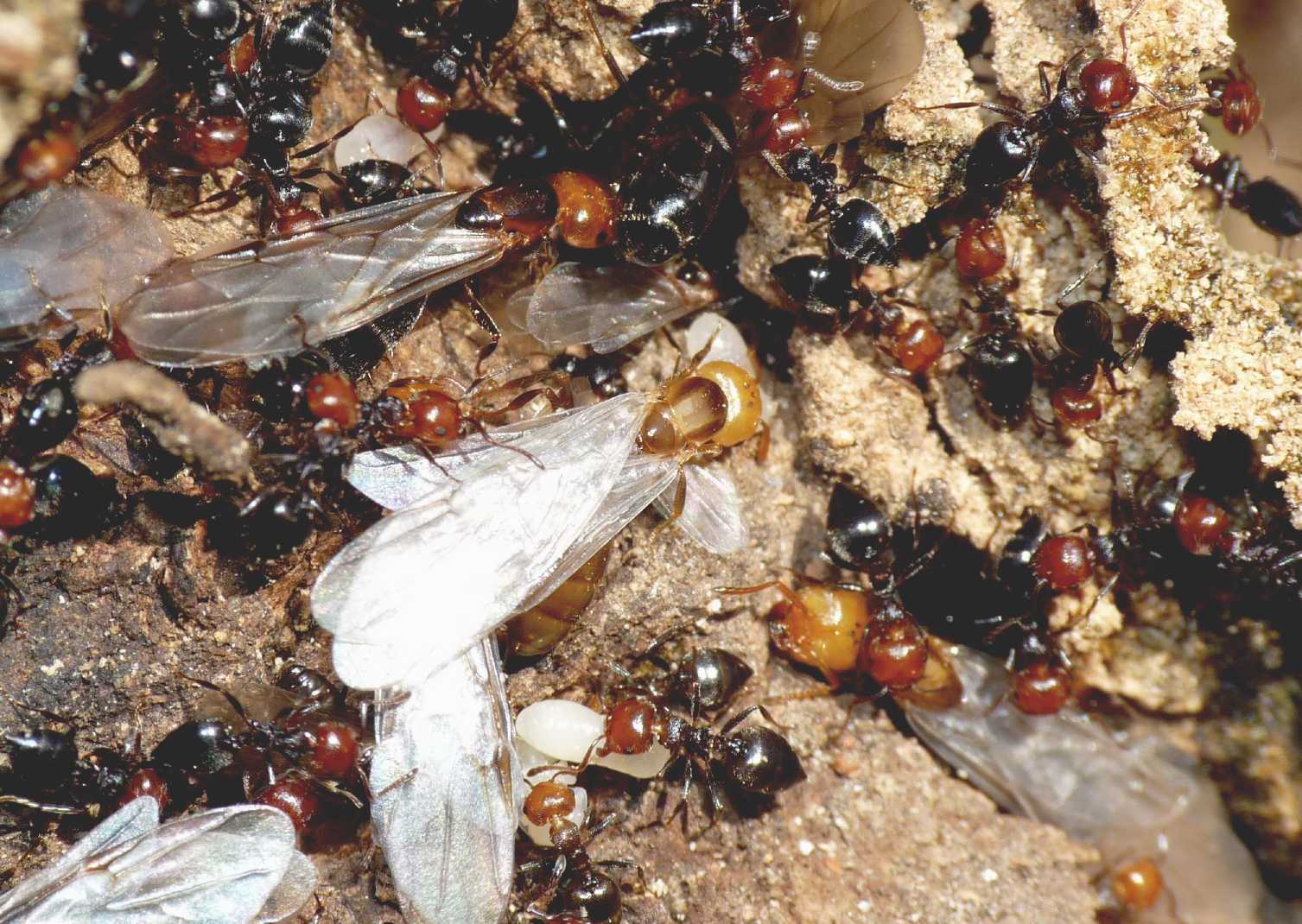 Crematogaster scutellaris